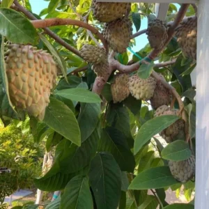 Atemoya Fruit Tree - Lisa Grafted Variety - 2 Feet Tall - Single Plant