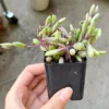 Ruby Necklace Trailing Succulent Plant - Othonna Capensis - Sizes 2 Inch Hanging Plant
