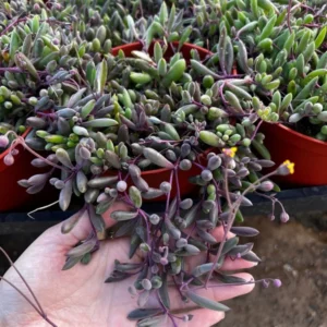 Ruby Necklace Trailing Succulent Plant - Othonna Capensis - Sizes 2 Inch Hanging Plant