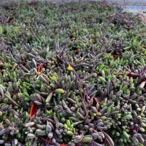 Ruby Necklace Trailing Succulent Plant - Othonna Capensis - Sizes 2 Inch Hanging Plant