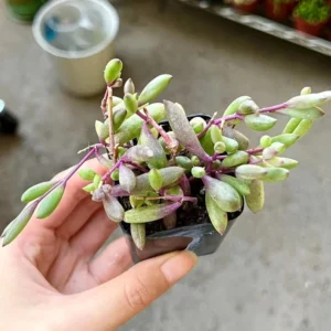 Ruby Necklace Trailing Succulent Plant - Othonna Capensis - Sizes 2 Inch Hanging Plant