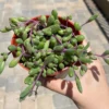 Ruby Necklace Trailing Succulent Plant - Othonna Capensis - Sizes 2 Inch Hanging Plant