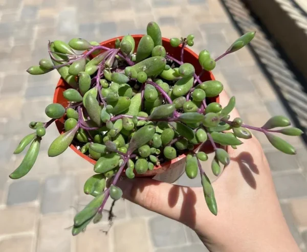 Ruby Necklace Trailing Succulent Plant - Othonna Capensis - Sizes 2 Inch Hanging Plant