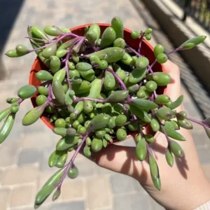 Ruby Necklace Trailing Succulent Plant - Othonna Capensis - Sizes 2 Inch Hanging Plant