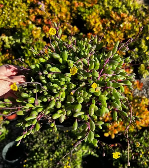 Ruby Necklace Trailing Succulent Plant - Othonna Capensis - Sizes 2 Inch Hanging Plant