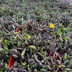 Ruby Necklace Trailing Succulent Plant - Othonna Capensis - Sizes 2 Inch Hanging Plant