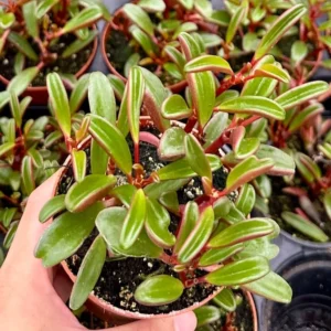 Ruby Peperomia Graveolens - Red Houseplant 4