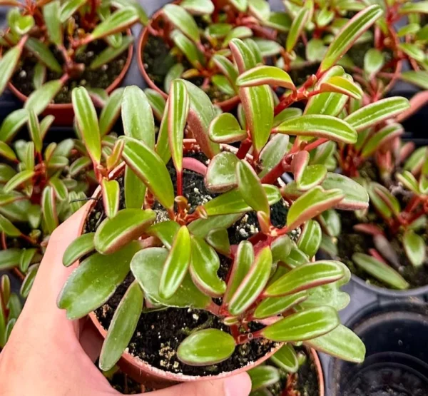 Ruby Peperomia Graveolens - Red Houseplant 4" Pot - Unique Indoor Plant