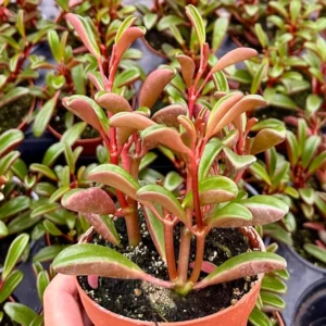 Ruby Peperomia Graveolens - Red Houseplant 4