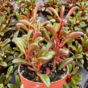 Ruby Peperomia Graveolens - Red Houseplant 4