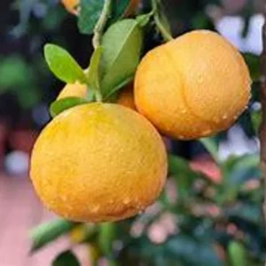 Ruby Red Grapefruit Tree - Live Plant 2+ Feet - Ships with Soil and Pot - Not Ship CA