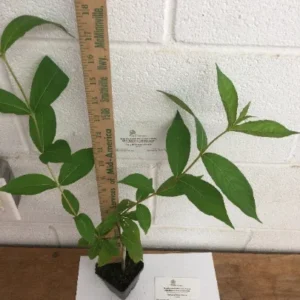 Ruby Red Weigela Plant - Flowering Shrub - 4" Pot - Garden Ready