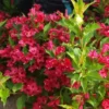 Ruby Red Weigela Plant - Flowering Shrub - 4" Pot - Garden Ready