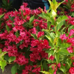 Ruby Red Weigela Plant - Flowering Shrub - 4