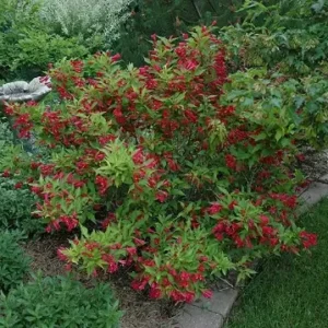 Ruby Red Weigela Plant - Flowering Shrub - 4