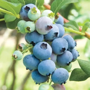 Bluecrop Northern Highbush Blueberry Plant 2 Year Old Quart Size