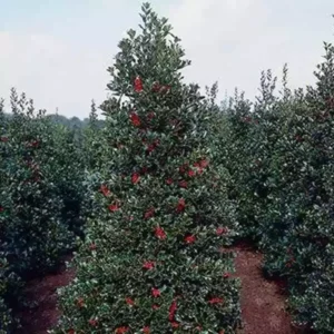 Oak Leaf Holly Plant Tree 6-12 Inch - Oakleaf Holly Bush