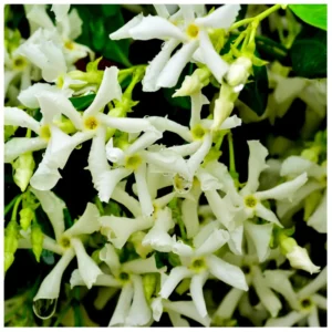 Star Jasmine Plant - Climbing Vine - 2 Feet Tall - 6 Inch Pot - Fragrant