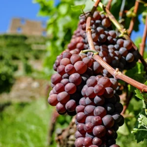 SWENSON RED Grape Vine - 1 Bare Root Live Plant - Table Wine Grape
