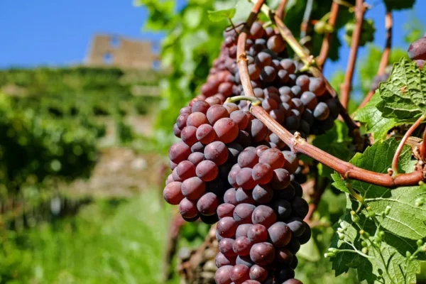SWENSON RED Grape Vine - 1 Bare Root Live Plant - Table Wine Grape