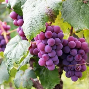 SWENSON RED Grape Vine - 1 Bare Root Live Plant - Table Wine Grape