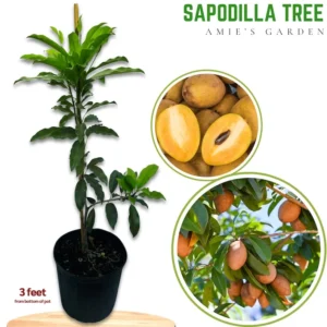 Sapodilla Tree - 3 Feet Tall Tropical Fruit Tree in 3 Gallon Pot - Flowering - Not Ship CA