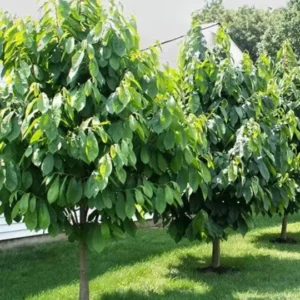 Paw Paw Indian Banana Tree Plant - 6-12 Inch Tall Qt Pot Fruit Tree