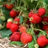 San Andreas Strawberry Plants - 5 Day Neutral Everbearing Plants - Large Strawberries