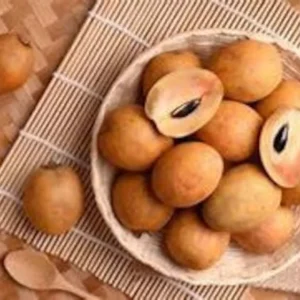 Sapodilla Tree - 3 Feet Tall Tropical Fruit Tree in 3 Gallon Pot - Flowering - Not Ship CA