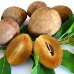 Sapodilla Tree - 3 Feet Tall Tropical Fruit Tree in 3 Gallon Pot - Flowering - Not Ship CA