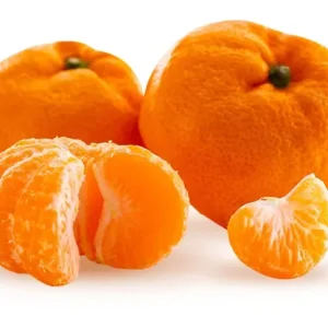 Satsuma Mandarin Tree - Grafted Citrus Tree 2 to 3 ft Tall