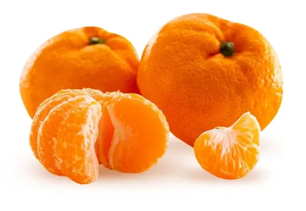 Satsuma Mandarin Tree - Grafted Citrus Tree 2 to 3 ft Tall