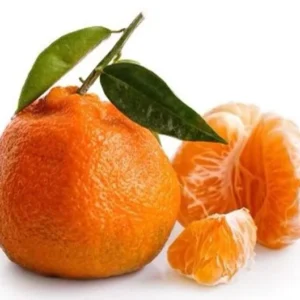 Satsuma Mandarin Tree - Grafted Citrus Tree 2 to 3 ft Tall