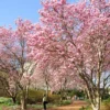 Saucer Magnolia Plant - Magnolia Soulangeana Tree 12-18 inch - 1 Gallon Pot