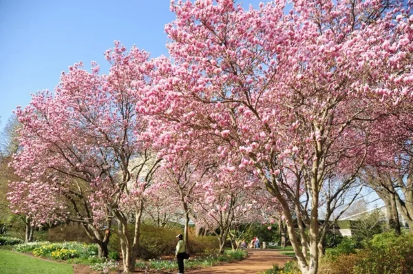 Saucer Magnolia Plant - Magnolia Soulangeana Tree 12-18 inch - 1 Gallon Pot