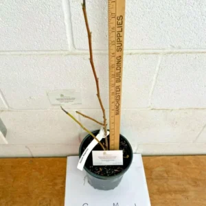 Saucer Magnolia Plant - Magnolia Soulangeana Tree 12-18 inch - 1 Gallon Pot