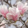Saucer Magnolia Tree 2.5" Pot - Soulangeana Flowering Plant 6-12 Inch