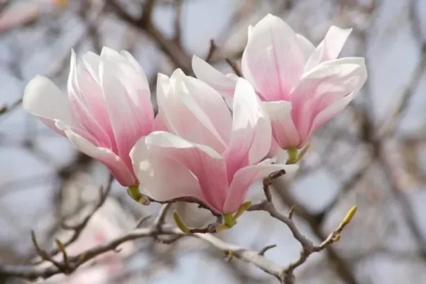 Saucer Magnolia Tree 2.5" Pot - Soulangeana Flowering Plant 6-12 Inch