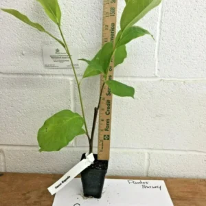 Saucer Magnolia Tree 2.5" Pot - Soulangeana Flowering Plant 6-12 Inch