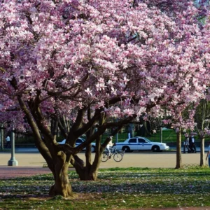Saucer Magnolia Tree 2.5