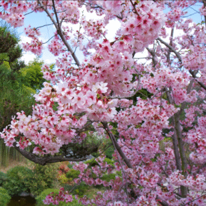Pink Flowering Cherry Tree - 2-3 Ft Grafted Prunus Serrulata Plant in Pot