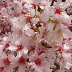 Alternative view of Pink Flowering Cherry Tree - 2-3 Ft Grafted Prunus Serrulata Plant in Pot