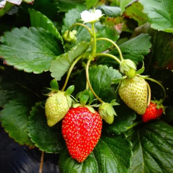 Seascape Strawberry Plants - 50 Bare Root Everbearing Day Neutral