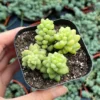 Sedum Burrito Donkey's Tail Trailing Succulent Hanging Plant - 2 Inch Pot