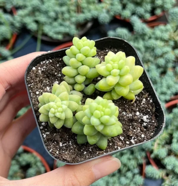 Sedum Burrito Donkey's Tail Trailing Succulent Hanging Plant - 2 Inch Pot