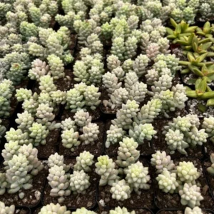 Sedum Burrito Donkey's Tail Trailing Succulent Hanging Plant - 2 Inch Pot