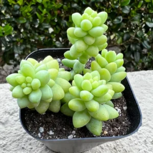 Sedum Burrito Donkey's Tail Trailing Succulent Hanging Plant - 2 Inch Pot