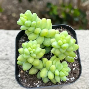 Sedum Burrito Donkey's Tail Trailing Succulent Hanging Plant - 2 Inch Pot