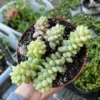 Sedum Burrito Donkey's Tail Trailing Succulent Hanging Plant - 2 Inch Pot