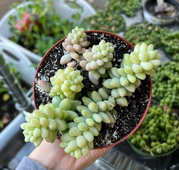 Sedum Burrito Donkey's Tail Trailing Succulent Hanging Plant - 2 Inch Pot